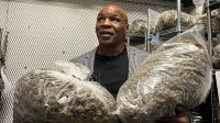 Saiba quanto Mike Tyson fatura com empresa de maconha